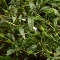 Strobilanthes deflexa T.Anderson